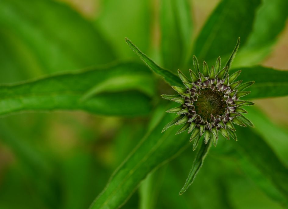 Tot welke plantensoort hoort deze bloemknop?